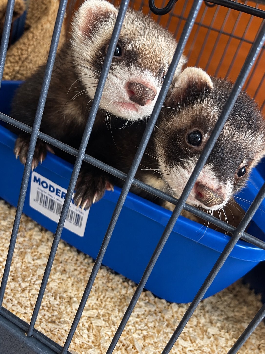 Frette, Dieren en Toebehoren, Maart, Meerdere dieren