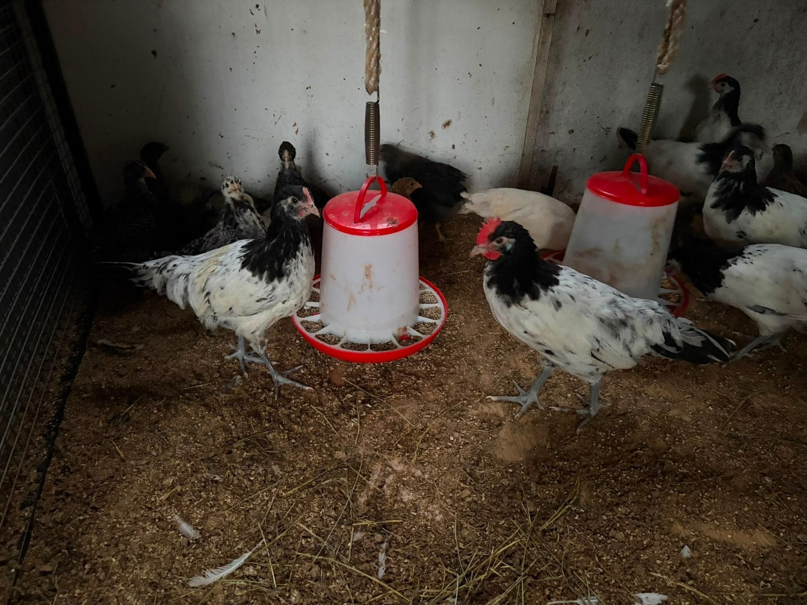 Lakenvelder kuikens, Dieren en Toebehoren, Pluimvee
