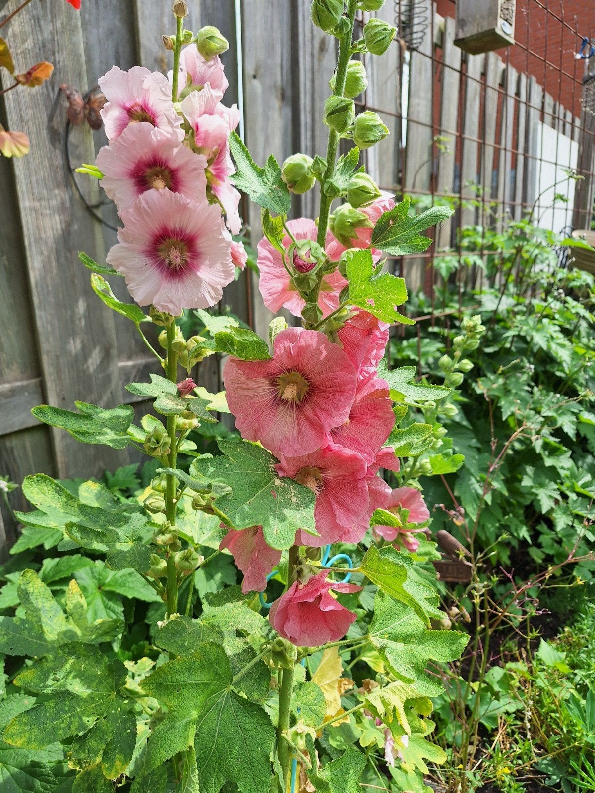 STOKROOS ZADEN, Tuin en Terras, Bloembollen en Zaden, Zaad, Gehele jaar, Volle zon, Ophalen