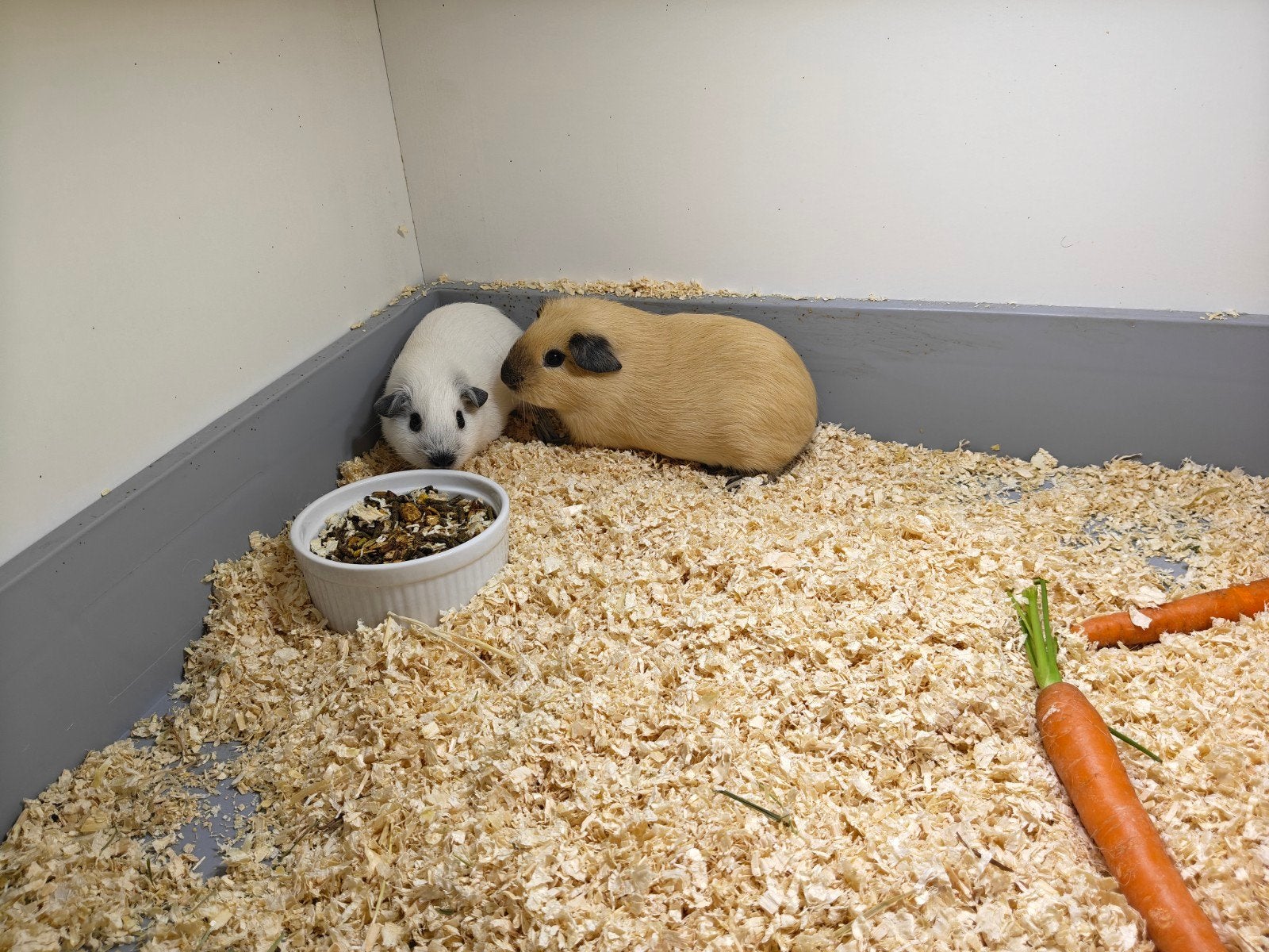 2 California cavia beren, Dieren en Toebehoren, Knaagdieren, Cavia, Juni, Mannelijk, Tam