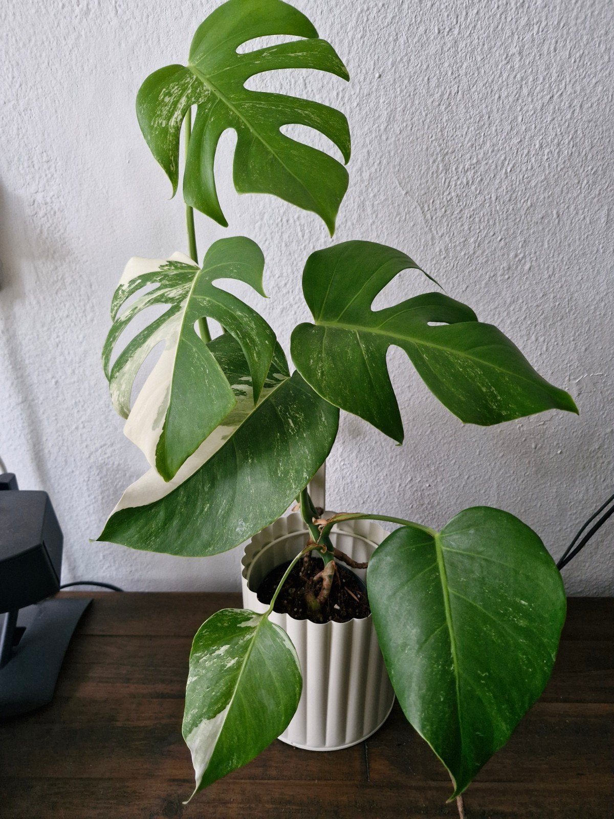 Monstera albo variegata excl pot, Huis en Inrichting, Kamerplanten, Ophalen, Halfschaduw, Minder dan 100 cm
