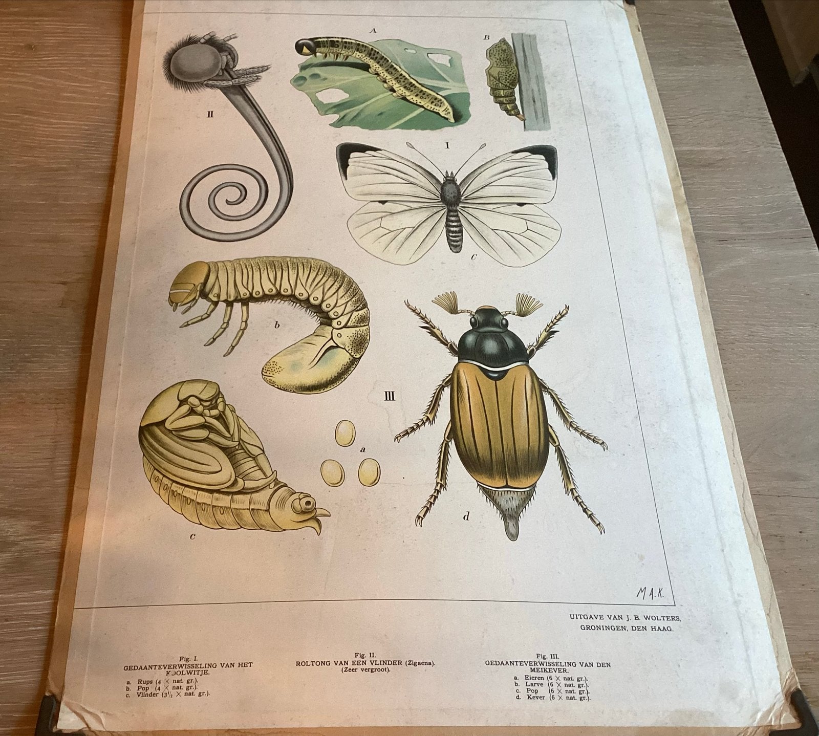 Oude plaat groei en bloei: Koolwitje, Vlinder, Meikever, Ophalen, Natuur en Biologie