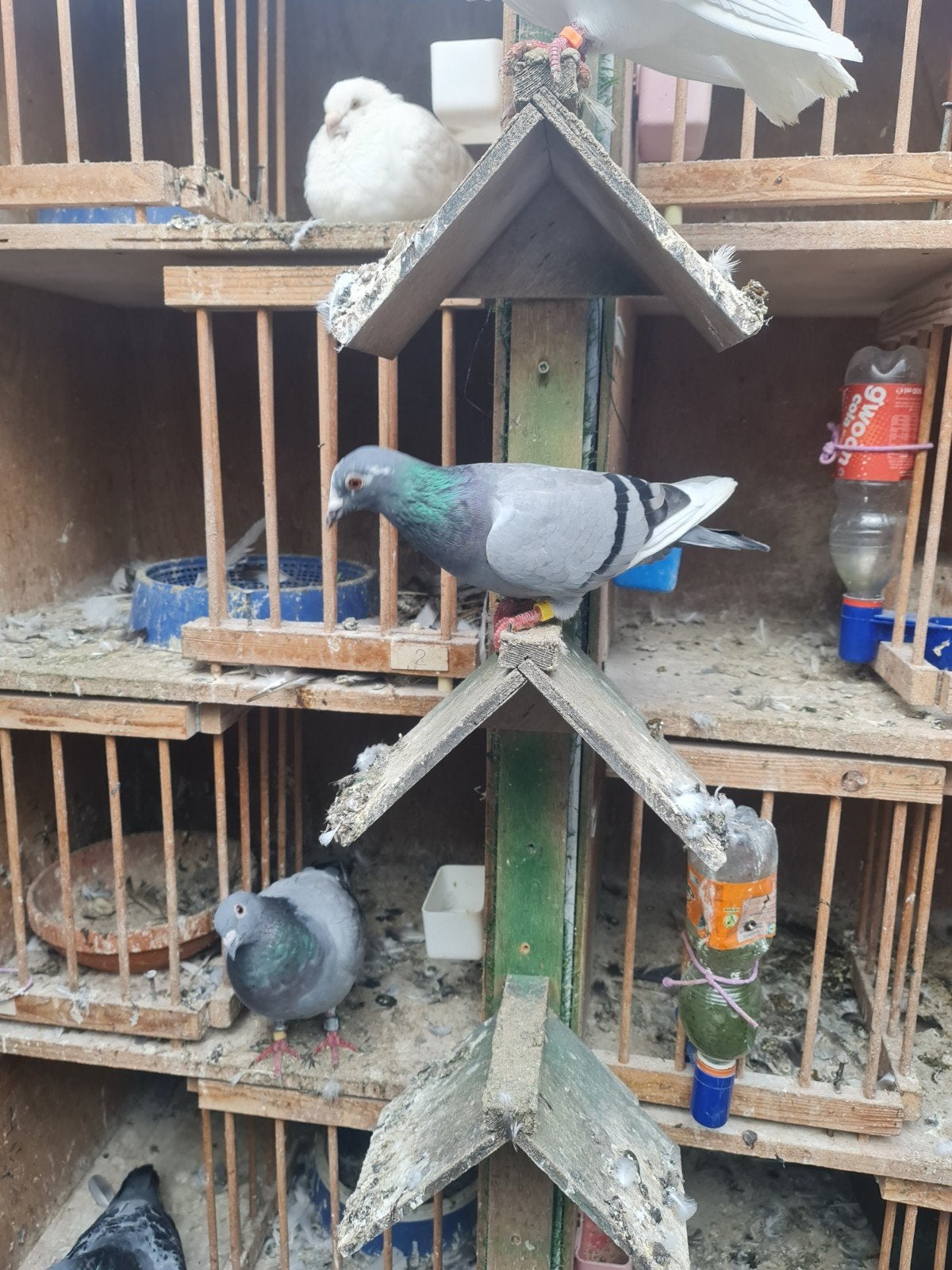 postduiven, Dieren en Toebehoren