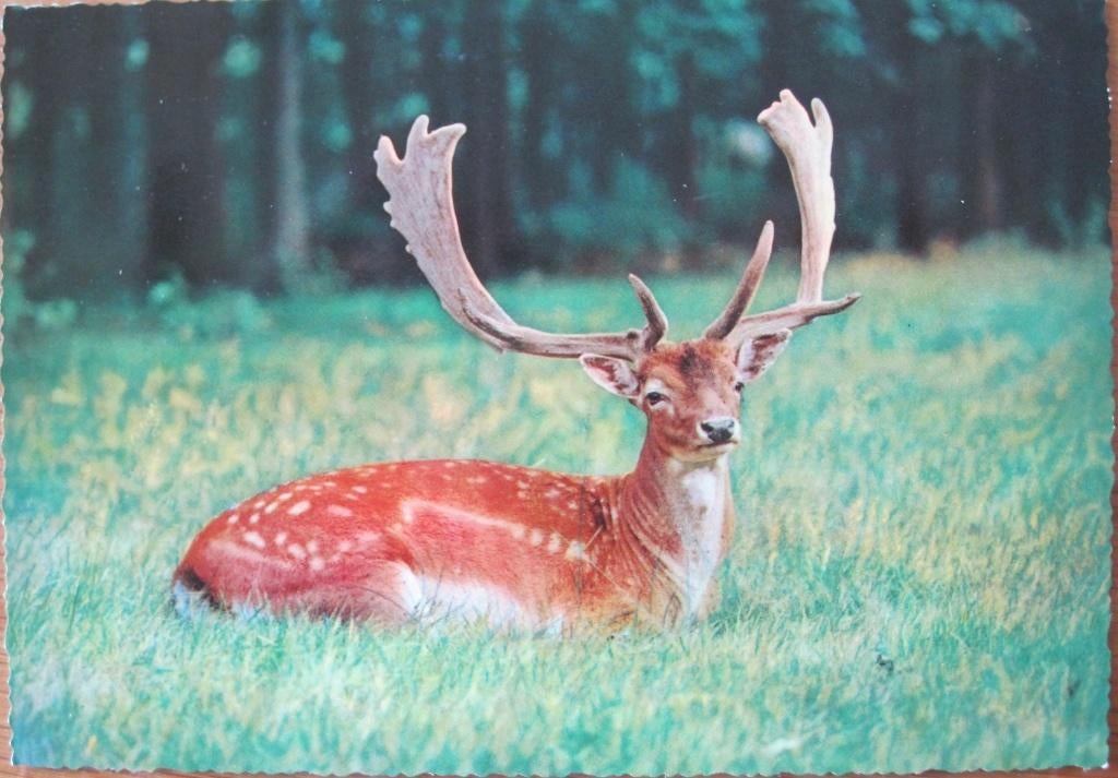Liggend hert met gewei, Verzenden, 1980 tot heden, Ongelopen, Wild dier