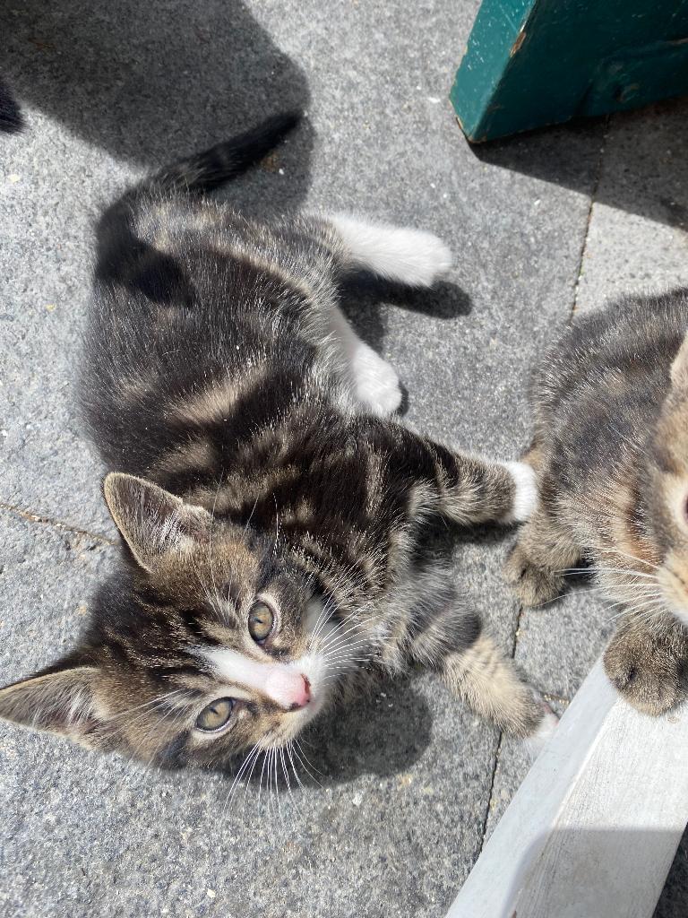 Wie wilt deze lieve kittens adopteren, Meerdere dieren, Kortharig, 0 tot 2 jaar