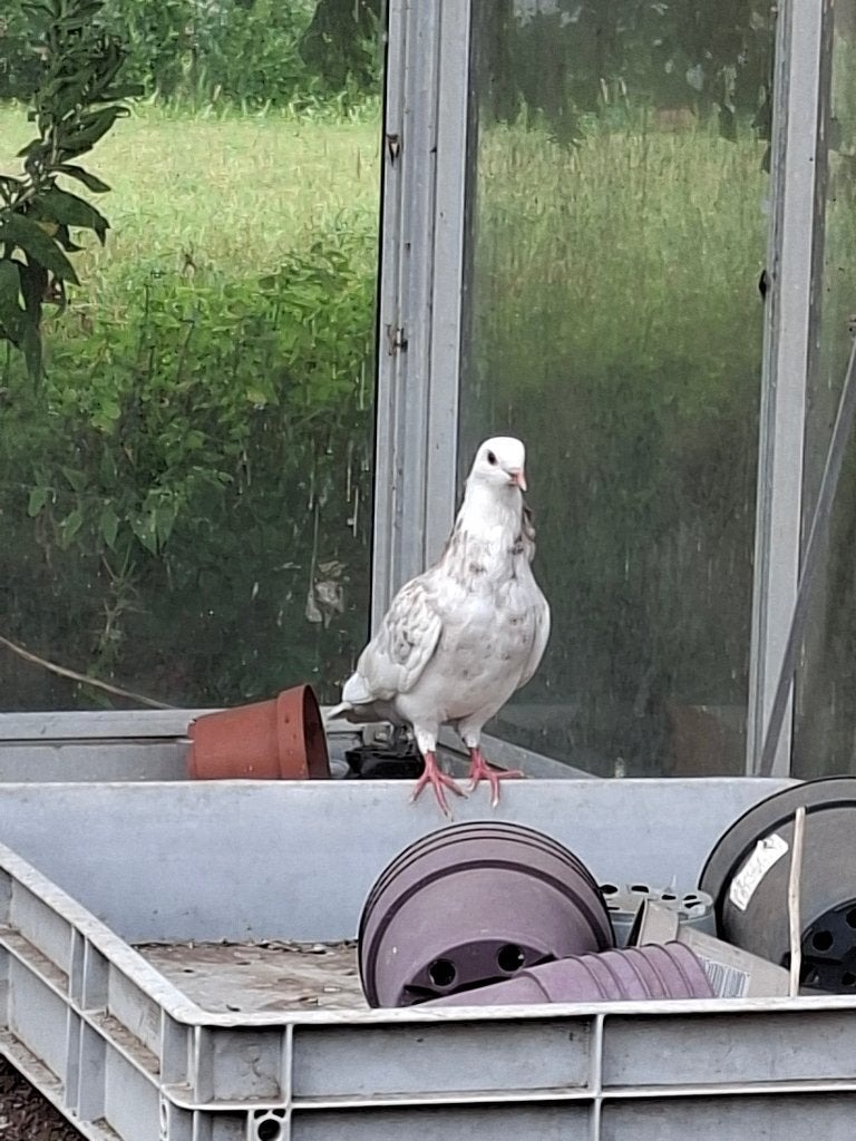 Sierduiven gratis af te halen, Dieren en Toebehoren, Vogels | Duiven, Meerdere dieren, Overige soorten