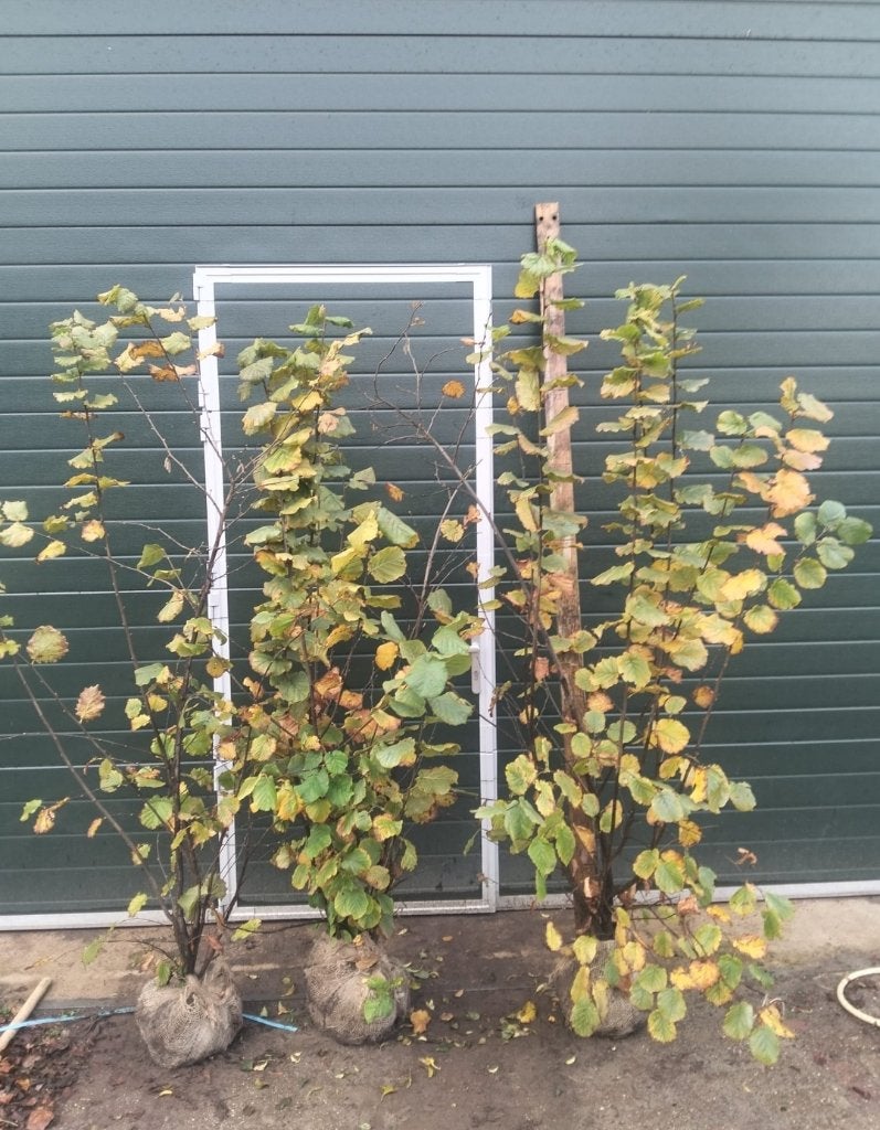 Hazelaar (Corylus avellana), Tuin en Terras, Planten | Struiken en Hagen, Ophalen, Overige soorten, 100 tot 250 cm