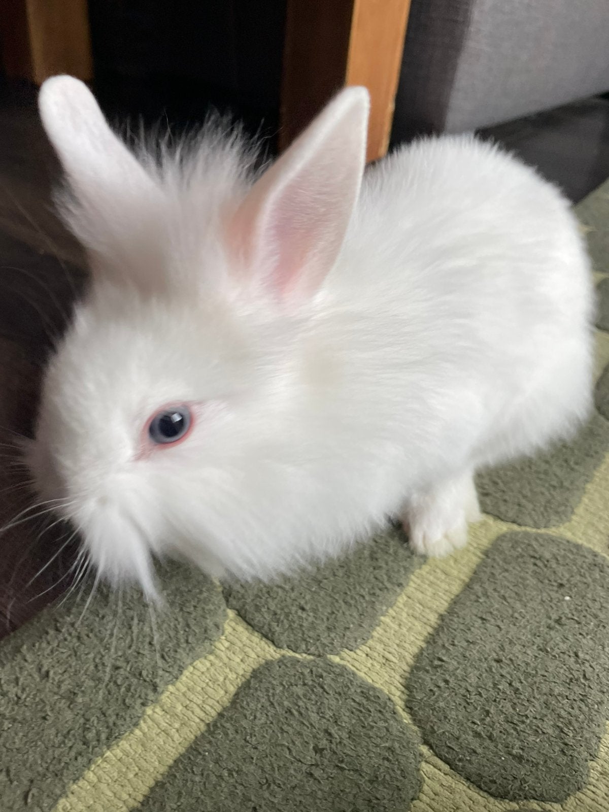 Baby konijnen, Dieren en Toebehoren, Meerdere dieren, Dwerg