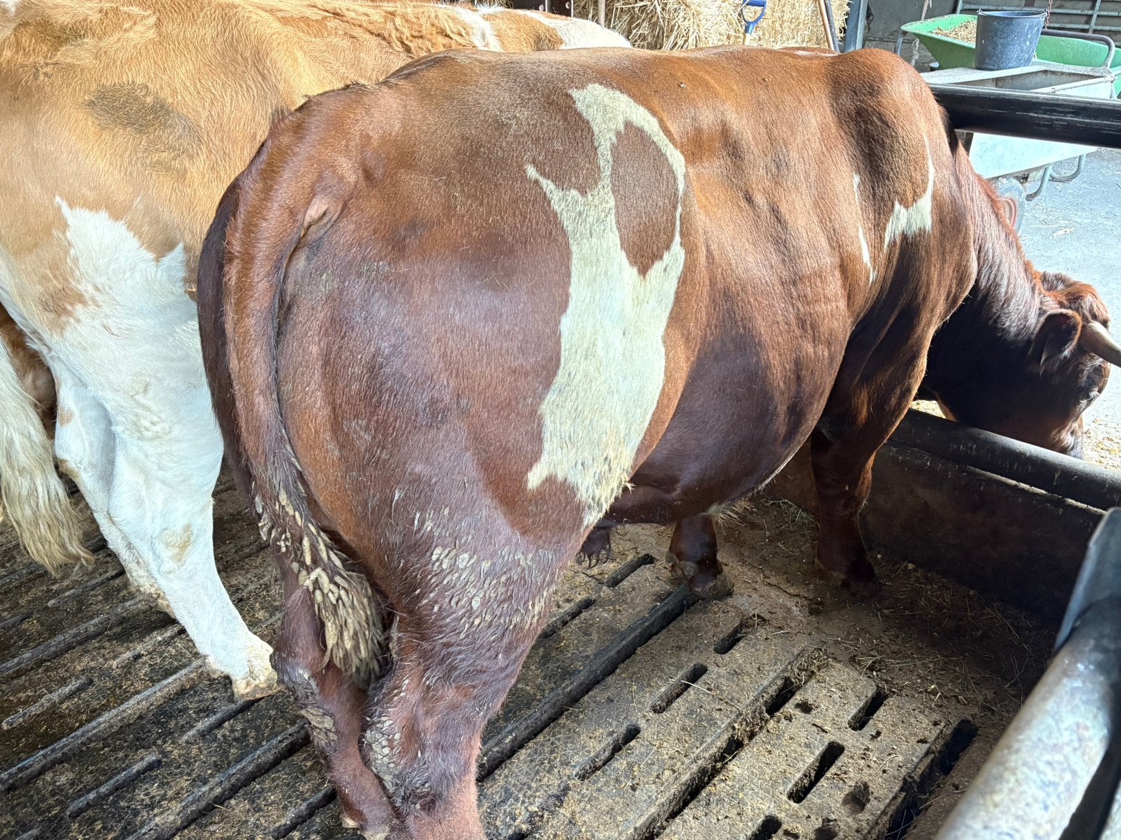 Roodbonte stier, Vrouwelijk, 0 tot 2 jaar
