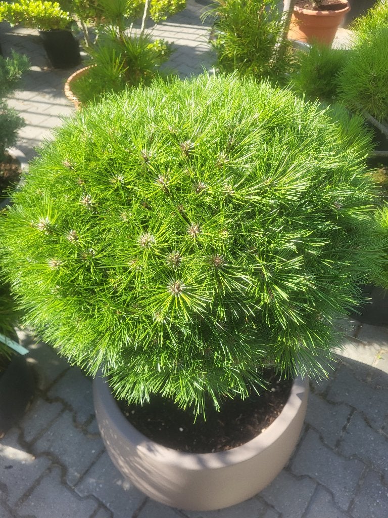 Bloembak nieuw met Pinus "marie Bregeon, Tuin en Terras, Planten | Bomen, Bloeit niet, Minder dan 100 cm, Ophalen, Volle zon