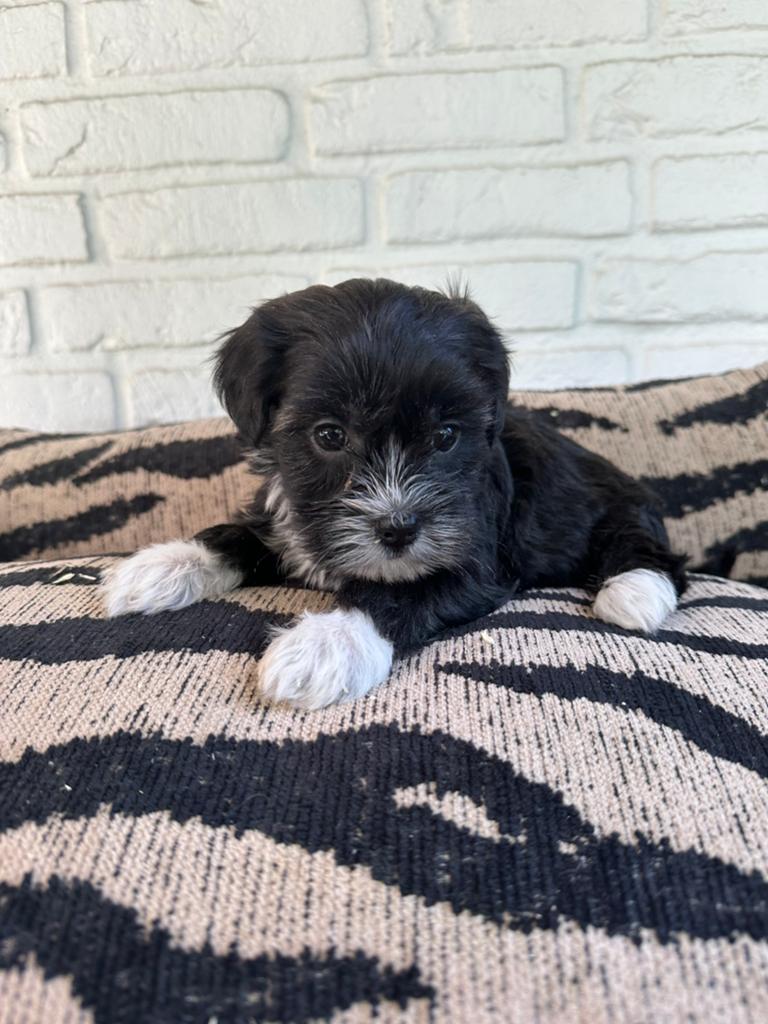 Boomer pups, Dieren en Toebehoren, Honden | Chihuahua's en Gezelschapshonden, Parvo, Nederland, Overige rassen, 8 tot 15 weken