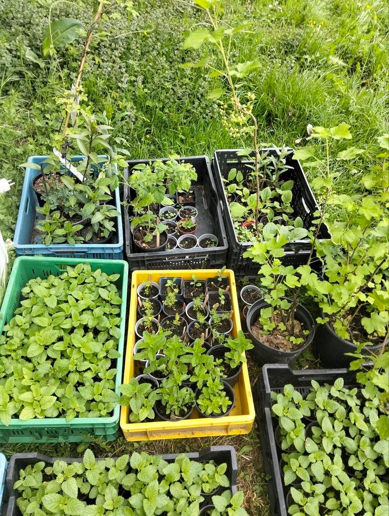 (moes) tuinplanten, Ophalen, Minder dan 100 cm, Overige soorten, Zomer