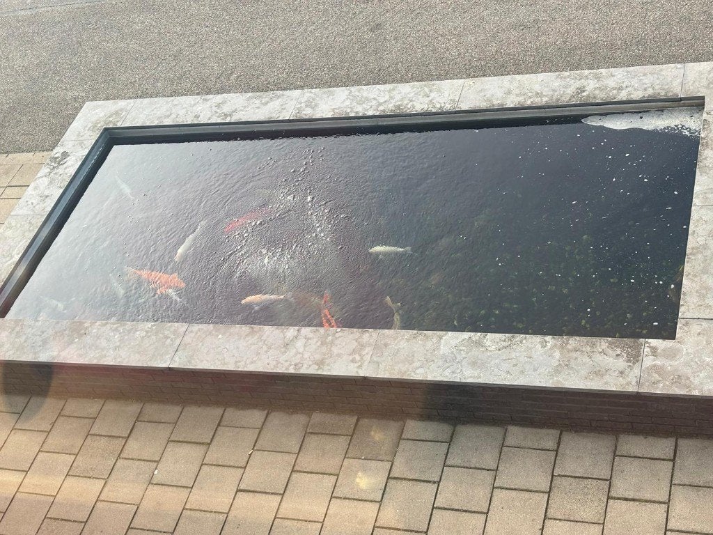 Donkere (koi) karpers gratis af te halen, Karper of Koi