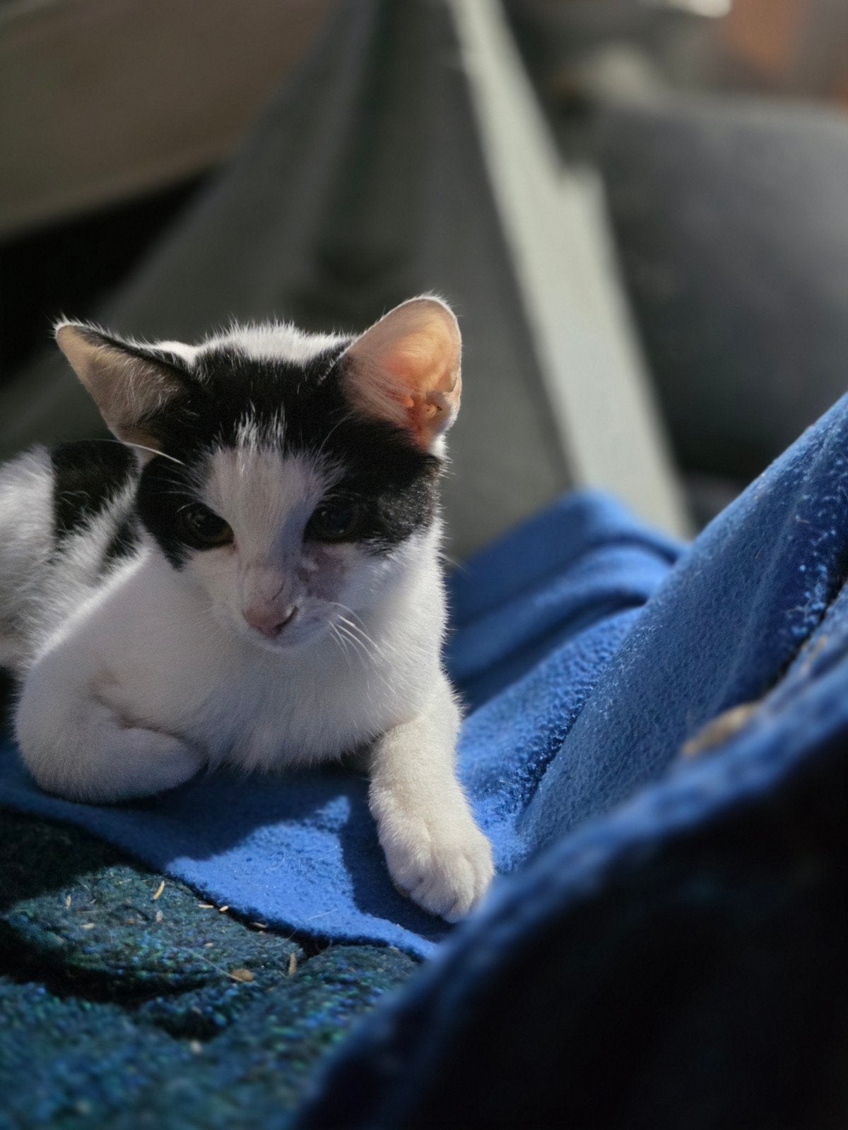 wit-zwarte kitten TE KOOP, Dieren en Toebehoren, Poes, Kortharig, 0 tot 2 jaar