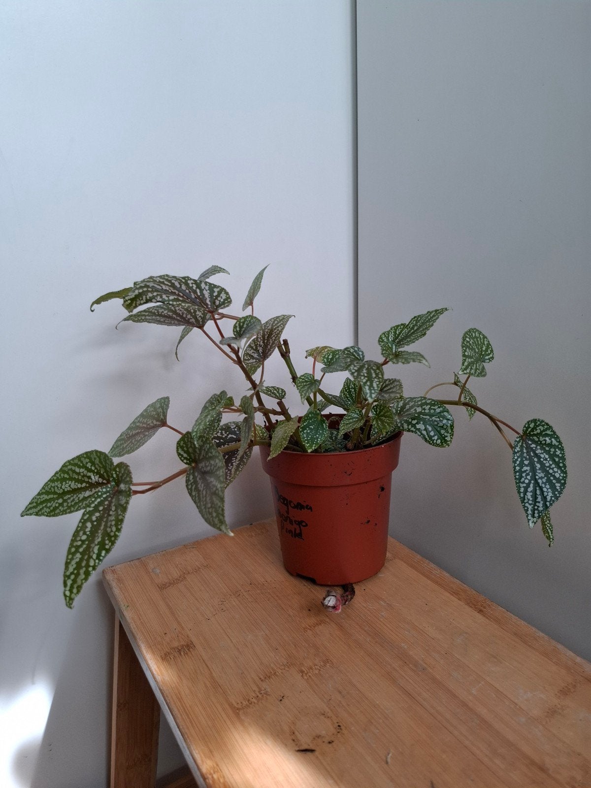 Begonia benigo pink plant, Ophalen of Verzenden, Halfschaduw, Minder dan 100 cm