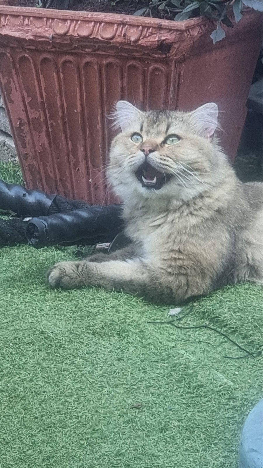 kater ander half jaar oud, Dieren en Toebehoren, Katten en Kittens | Raskatten | Korthaar, Kater