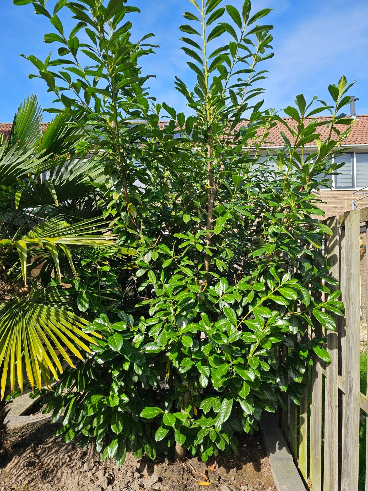 Laurier: Groenblijvende Haagplant, Tuin en Terras, Vaste plant, Bloeit niet, Halfschaduw, Ophalen
