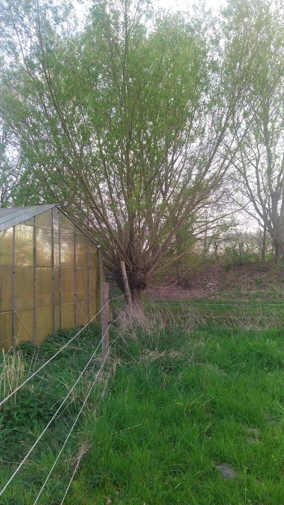 Gratis wilgen takken, Tuin en Terras, Planten | Bomen, Ophalen, Bloeit niet, Volle zon, Overige soorten