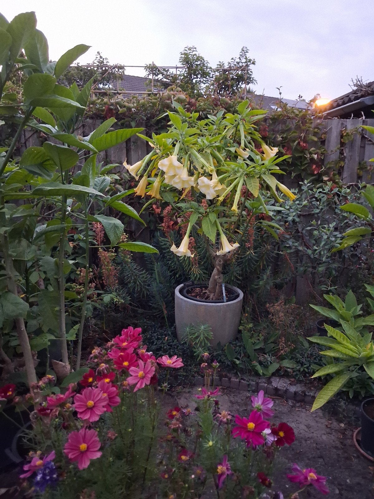 brugmanisia Golden Sunset, Tuin en Terras, Planten | Bomen, Ophalen, Volle zon, Overige soorten, 100 tot 250 cm