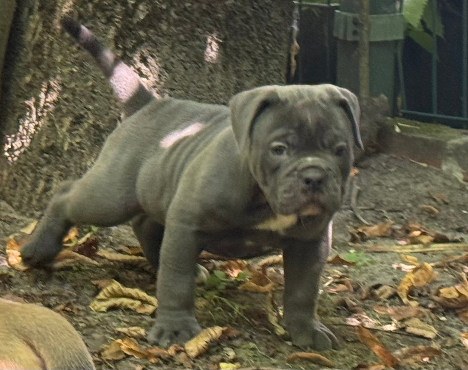 Bullforce Top kwaliteit Old english Bulldog puppies, Nederland, 8 tot 15 weken, Meerdere, Meerdere dieren