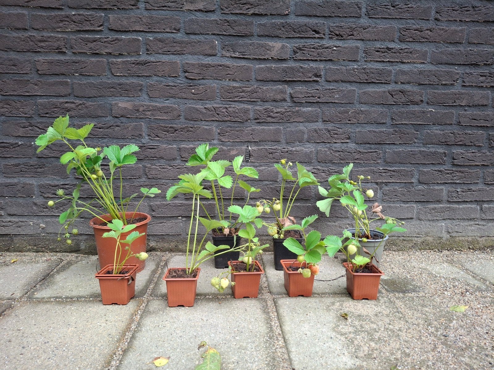 Aarbeien plantjes, Ophalen, Volle zon, Vaste plant, Zomer