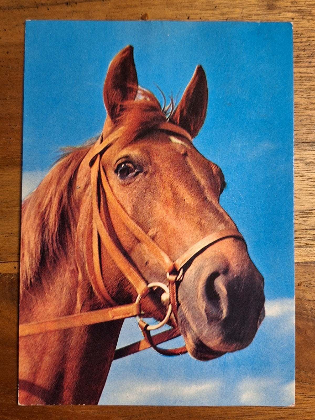 dieren - paard, Ophalen of Verzenden, 1980 tot heden, Gelopen, Paard