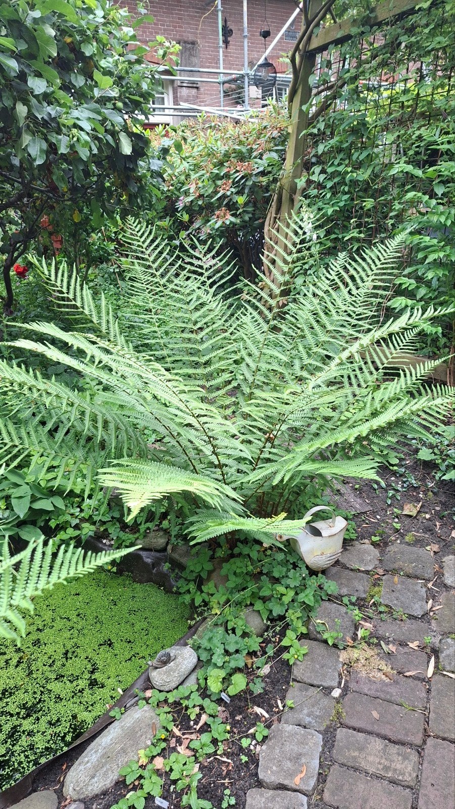 Mooie, grote tuinvaren, Ophalen, Vaste plant, Varens, Halfschaduw