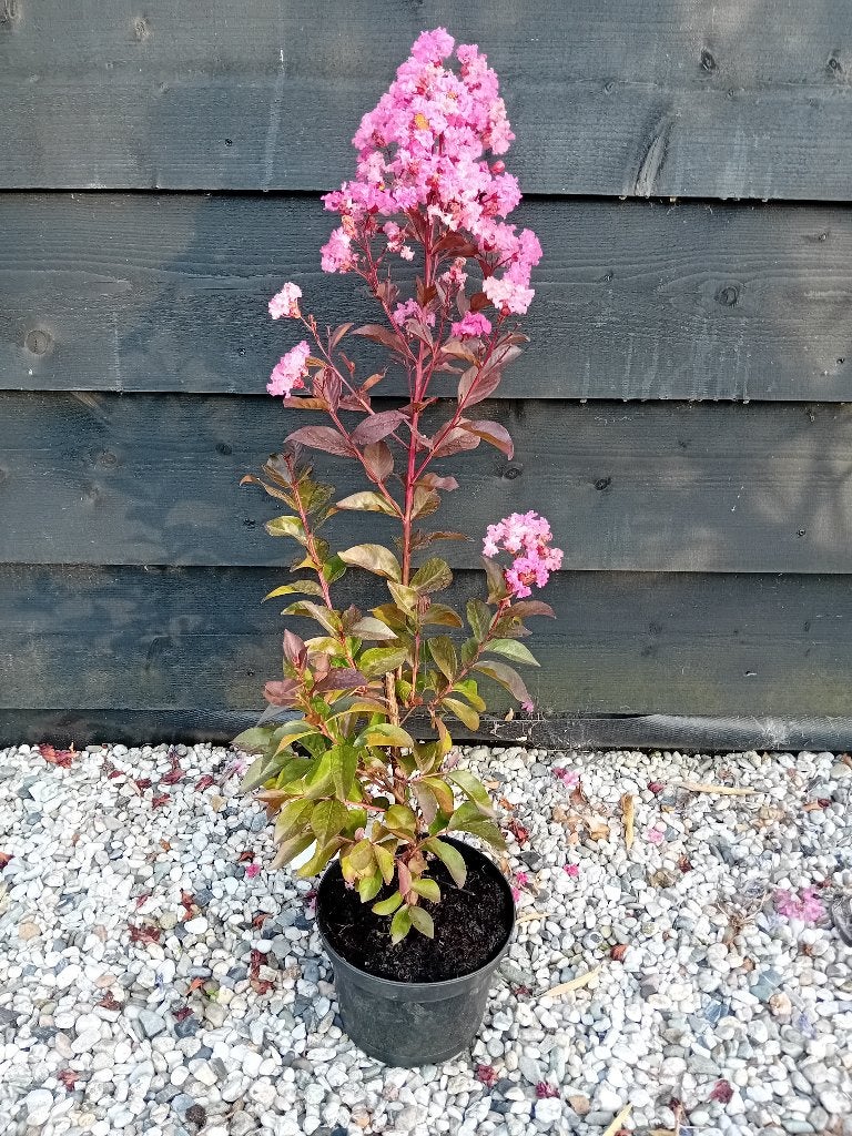 Lagerstroemia Rhapsody Pink, Tuin en Terras, Overige soorten, Volle zon, Vaste plant, Ophalen of Verzenden