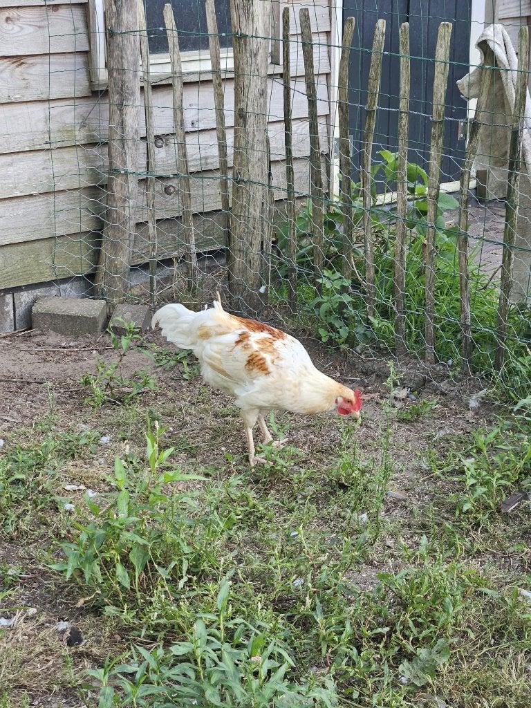Kippen, haantjes, diverse rassen o.a. Araucana's, Dieren en Toebehoren, Pluimvee, Mannelijk, Kip