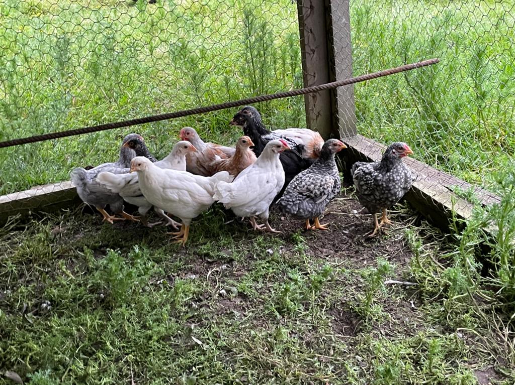 15 euro wijnedotte kippen Wegens beëindiging hobby, Dieren en Toebehoren, Pluimvee, Meerdere dieren, Kip