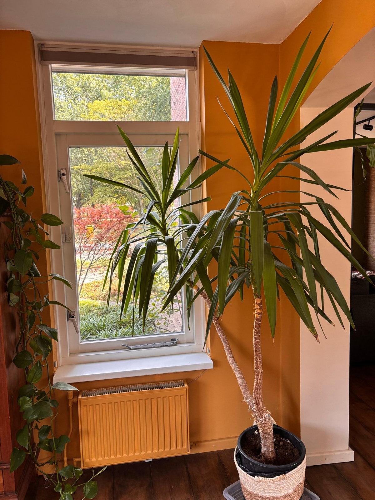 Grote Yucca kamerplant in pot, Ophalen, In pot, Yucca, 150 tot 200 cm