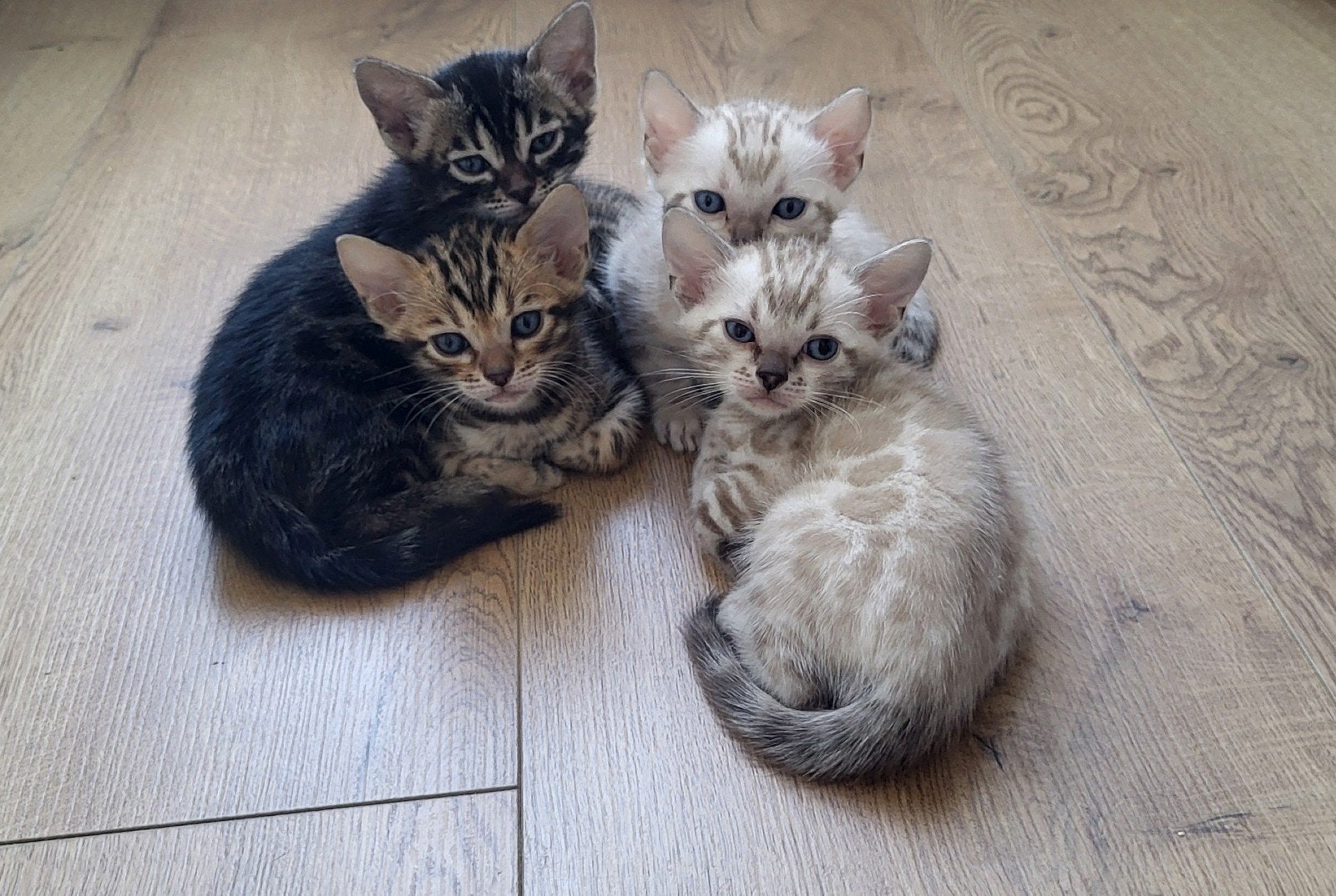 Bengaal kitten, Dieren en Toebehoren, Katten en Kittens | Raskatten | Korthaar, Poes, Met stamboom