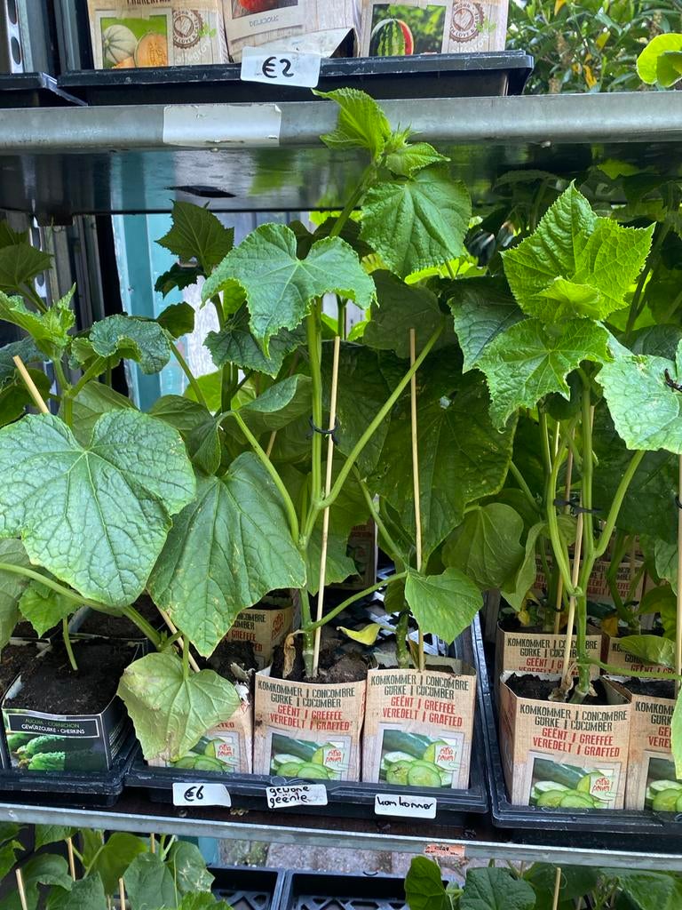 Geënte Komkommerplanten: Groente- en Snackkomkommers, Tuin en Terras, Ophalen, Volle zon, Groenteplanten, Eenjarig