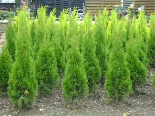 Smaragd en Brabant Thuja's - Diverse Maten, Overige soorten, Volle zon, Vaste plant, Ophalen of Verzenden