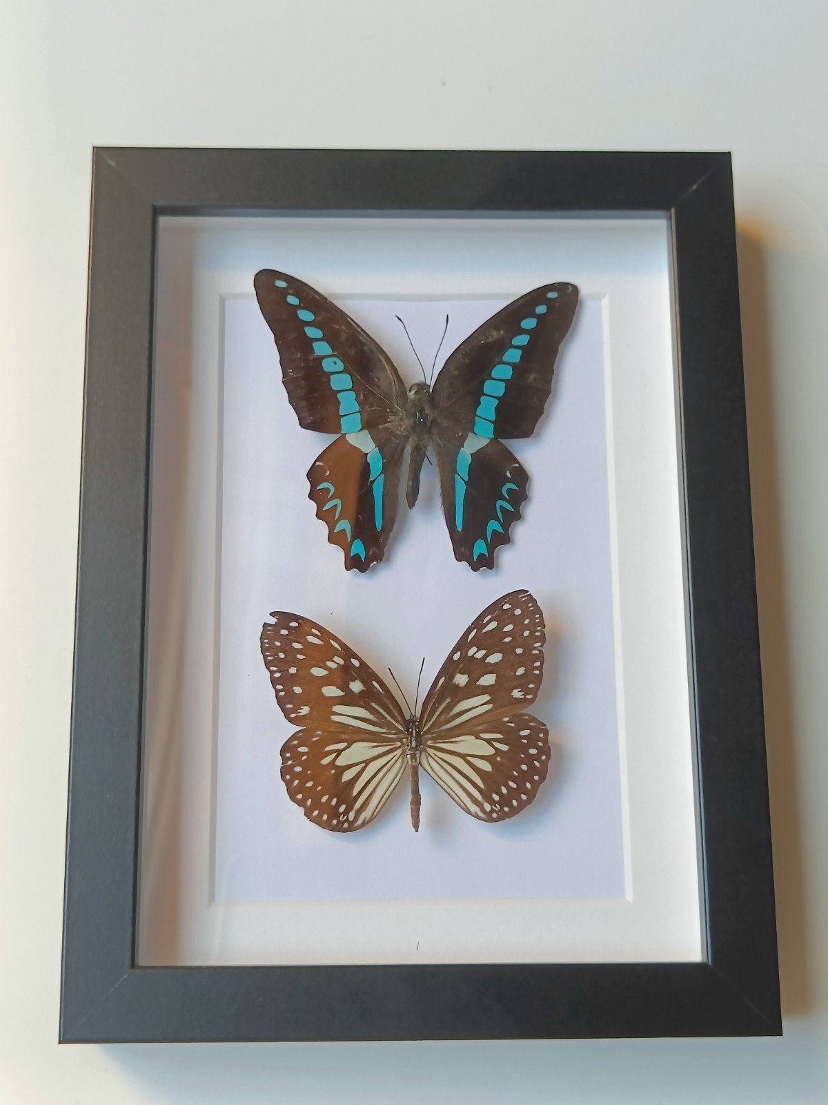 Ingelijste vlinders - Decoratieve kunst, Ophalen of Verzenden, Zo goed als nieuw, Insect, Opgezet dier