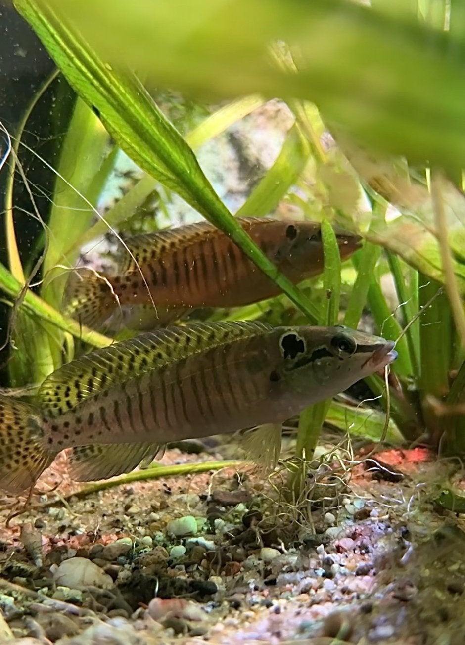 Crenicichla hadrostigma, Vis