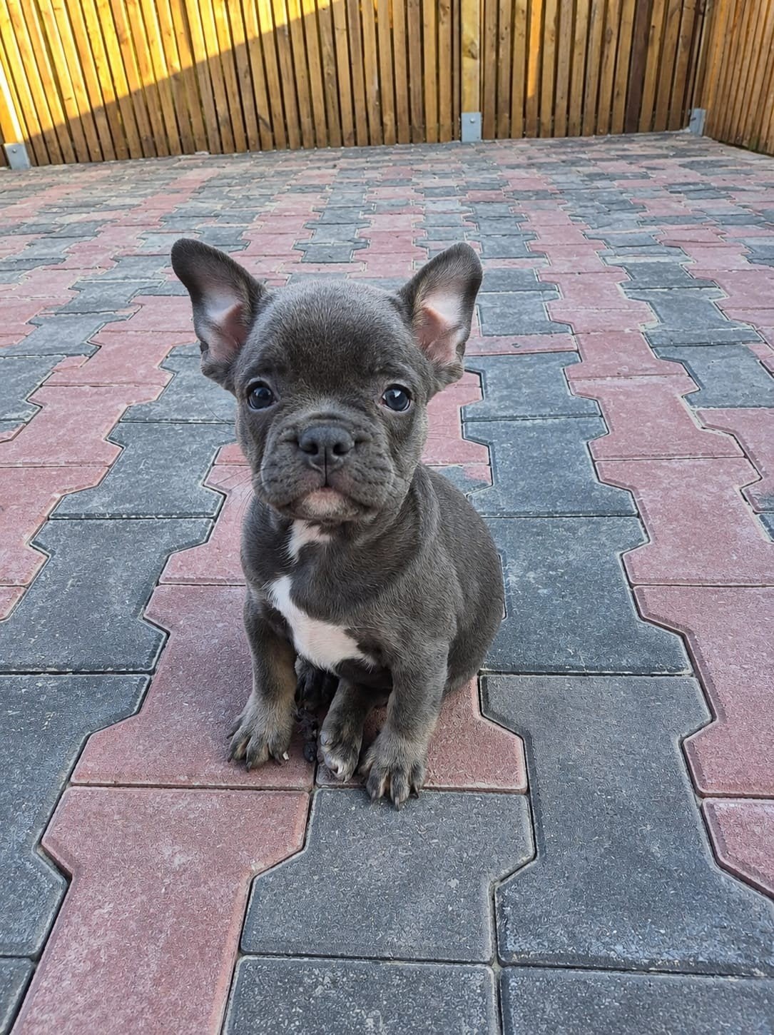 Mooie gezonde franse bulldog pups(8weekjes), Parvo, Nederland, 8 tot 15 weken, Bulldog