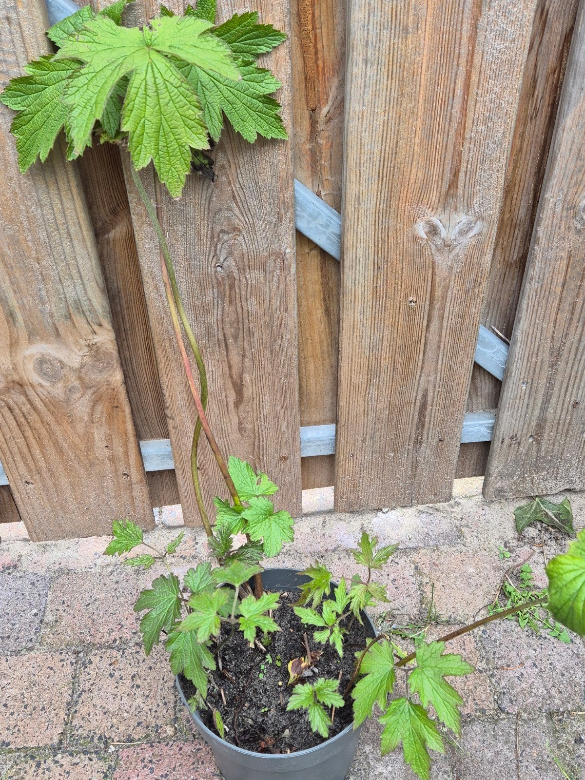 Herfstanemoon plant - Kan direct de grond in, Ophalen