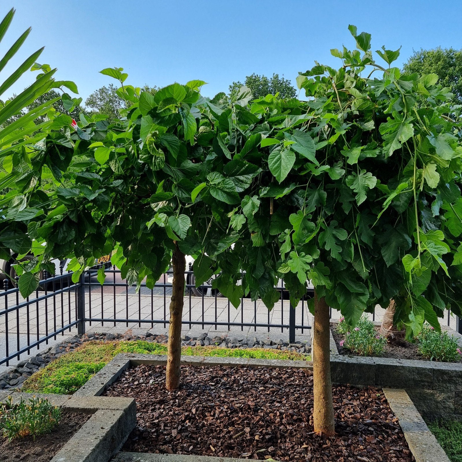 Treur moerbei boom, Bloeit niet, Treurboom, 100 tot 250 cm, Ophalen