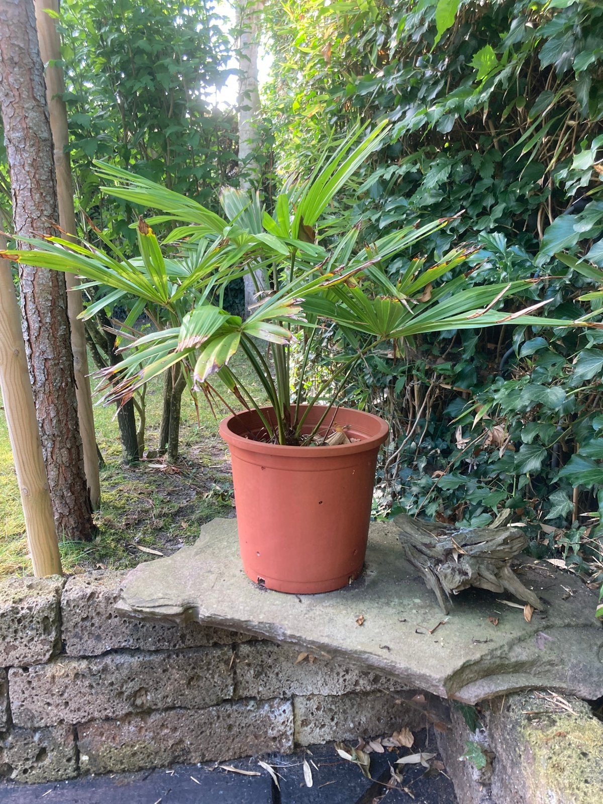Palmboom, Tuin en Terras, Planten | Bomen, 100 tot 250 cm, Zomer, Palmboom, Ophalen