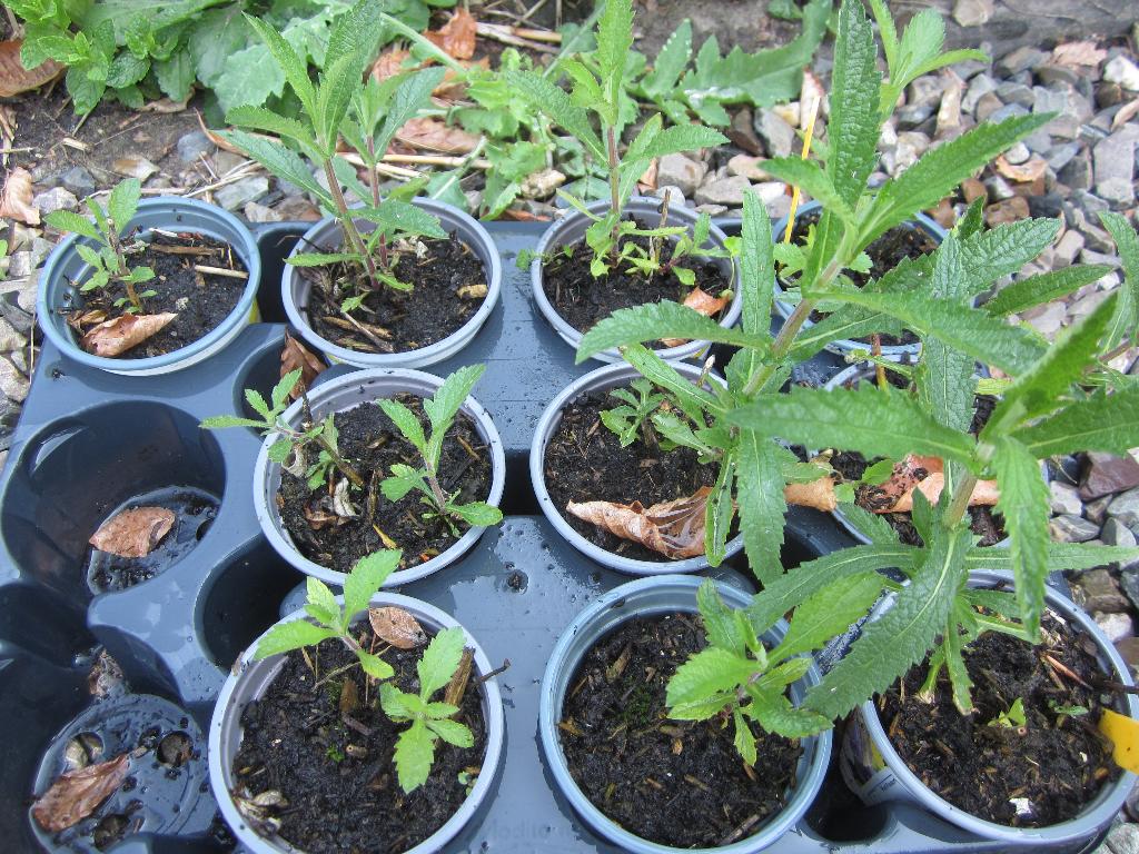 verbena bonariensis te koop, Tuin en Terras, Volle zon, Vaste plant, Zomer, Ophalen
