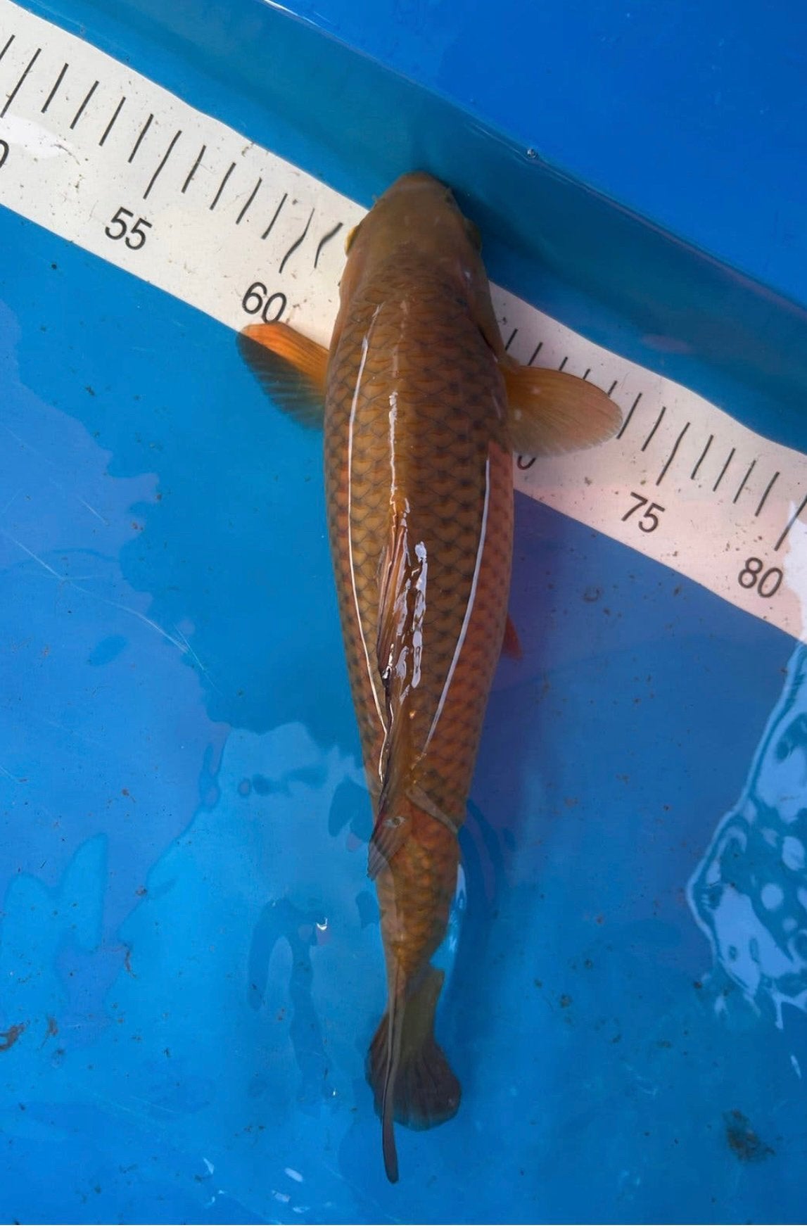 Chagoi koi, Karper of Koi
