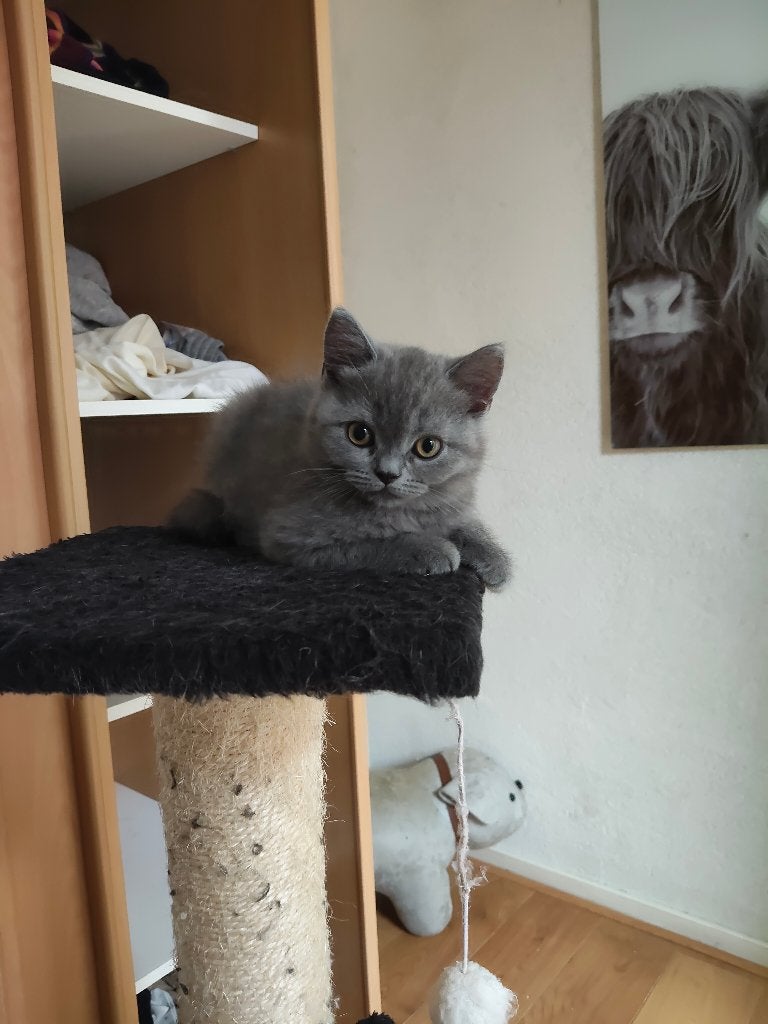 Britse Korthaar Kittens, Dieren en Toebehoren, Katten en Kittens | Raskatten | Korthaar, Poes, Ontwormd, 0 tot 2 jaar