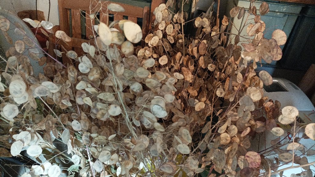 droogbloem: Judaspenning, Ophalen of Verzenden, Najaar, Halfschaduw, Zaad
