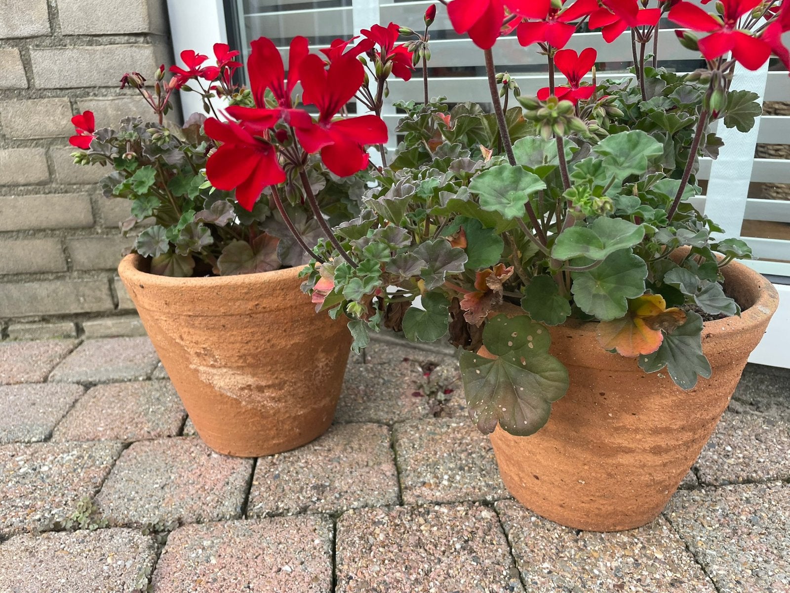 Rode geraniums met bijpassende potten, Ophalen, Gebruikt, Rond, Minder dan 40 cm