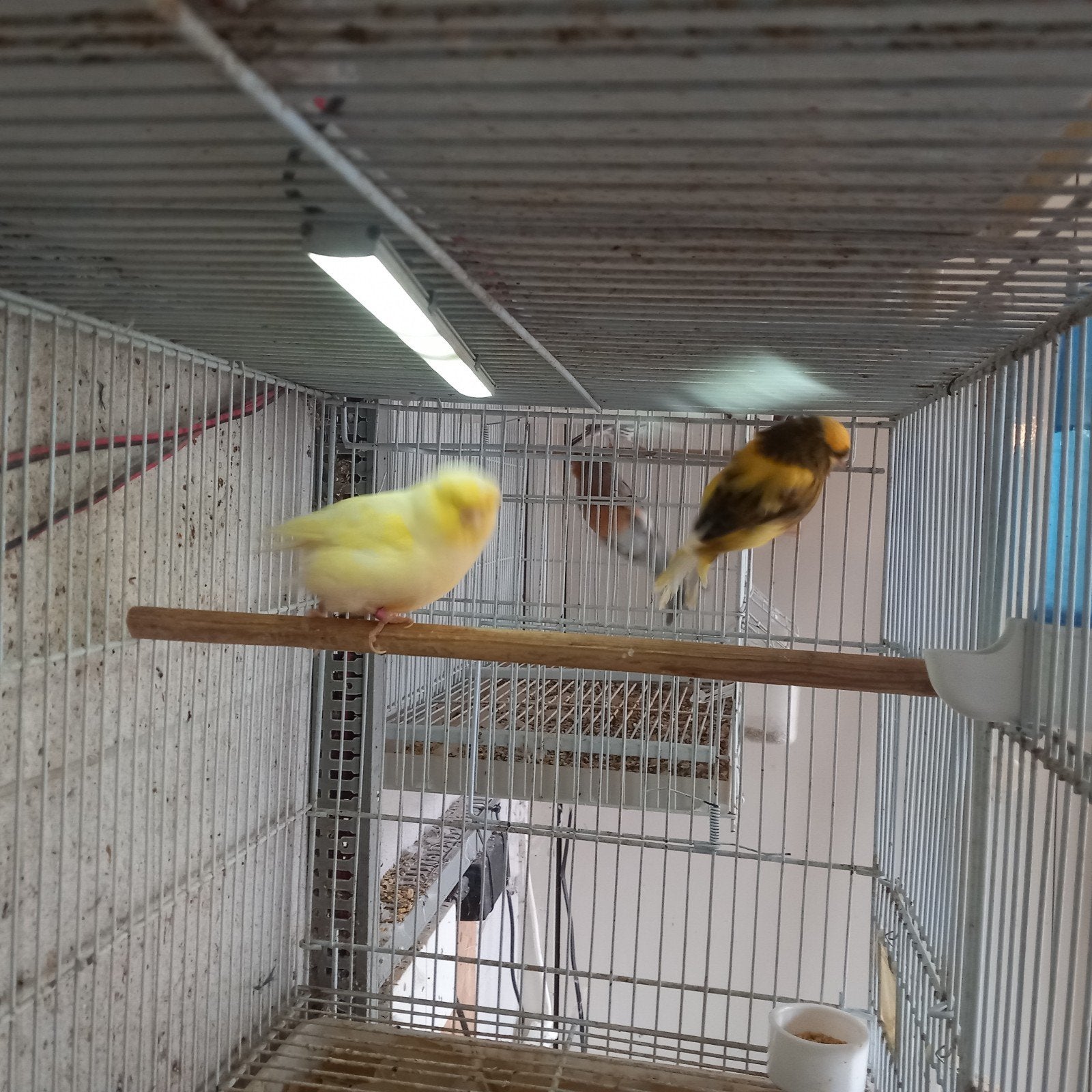 norwich  kanarie,s koppel €100