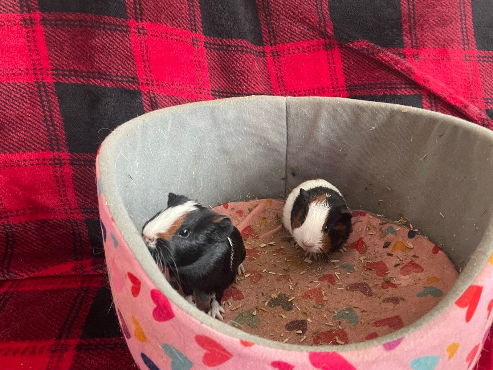 Jonge cavias, Augustus, Cavia, Tam