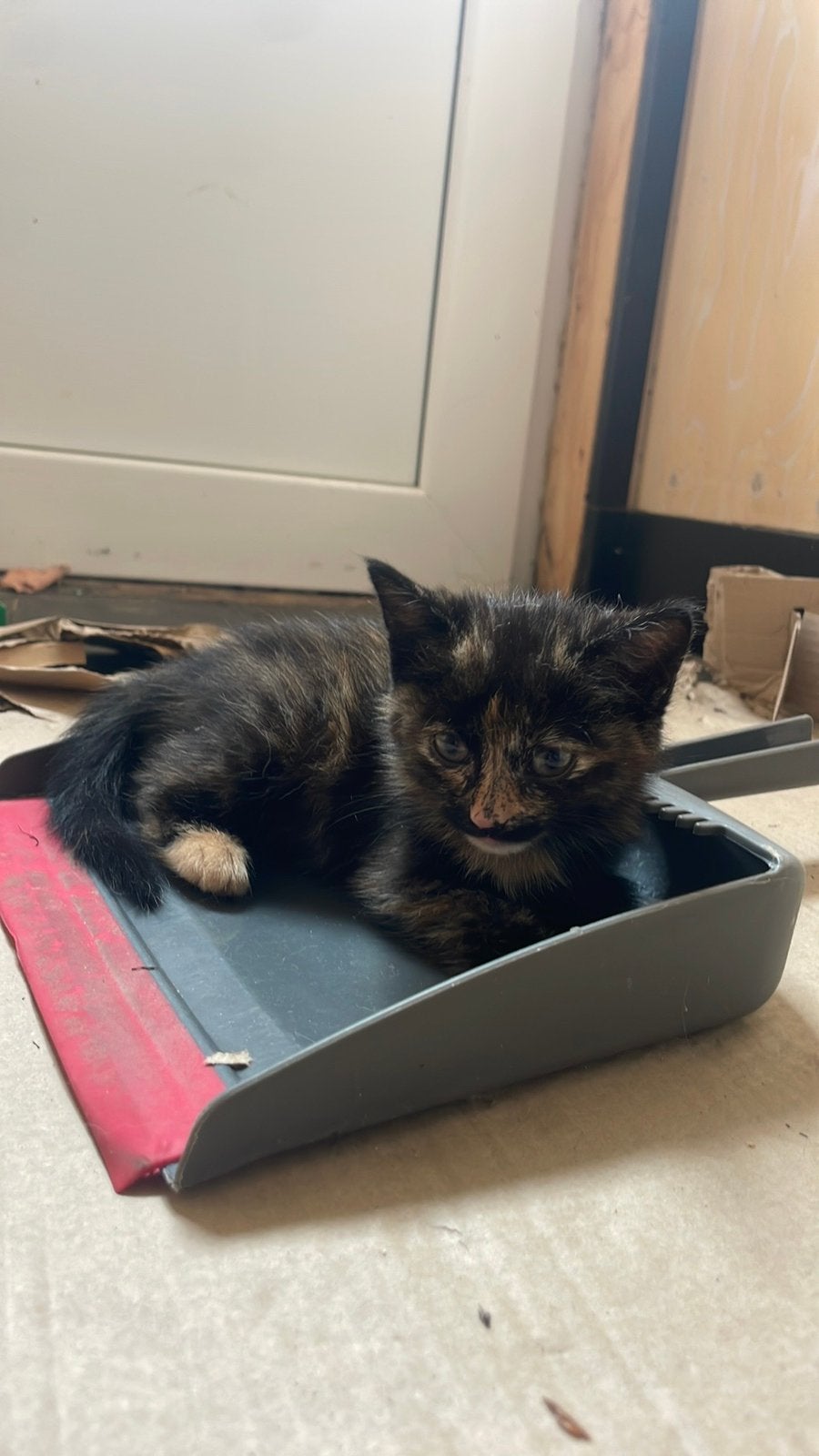 Lieve kitten (katertje), Meerdere dieren, 0 tot 2 jaar