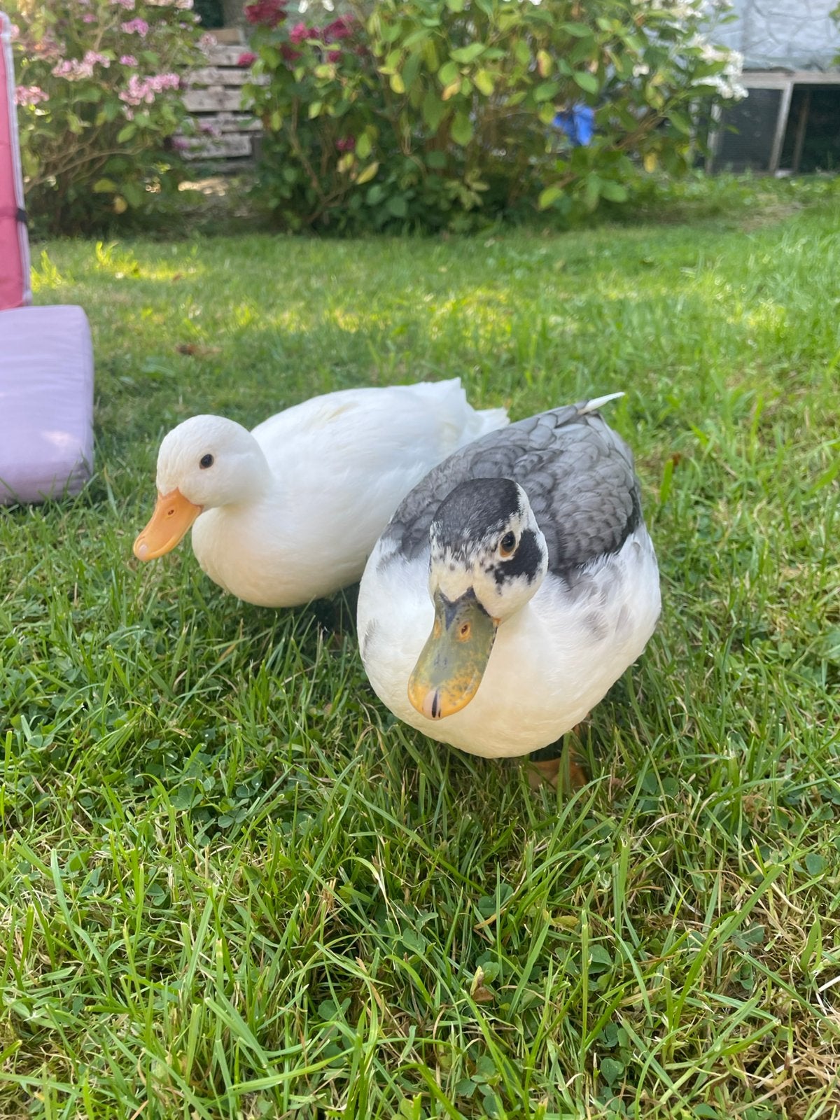 2 hele mooie lieve kwakers, Meerdere dieren, Eend
