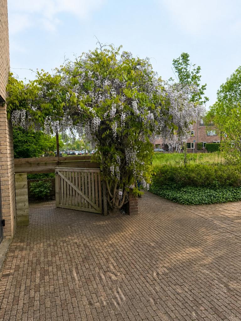 Wisteria (blauwe regen), Ophalen, Volle zon, Overige soorten
